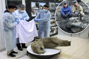 Mammoth discovery