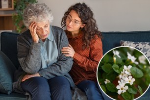 An elderly woman sits on the couch cradling her head as she's comforted by a younger woman. Small white flowers are surrounded by green leaves.
