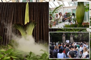 The rare unfurling of an endangered plant that emits the smell of decaying flesh drew hundreds of devoted fans to a greenhouse in Sydney to experience a momentous bloom.