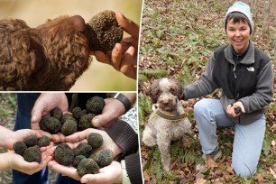 truffle dogs