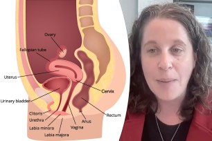 A diagram of the female reproductive system. Dr. Rachel Rubin explains how the labia minora shrinks during menopause.