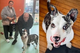 A dog that spent three years in shelters on Long Island is finally going to a loving home.