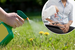 Person using a green and yellow atomizer to spray dandelions in a garden